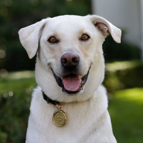 LIAISON DOG COLLAR & TAG MEDIUM