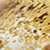 gold leaf