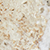 travertine