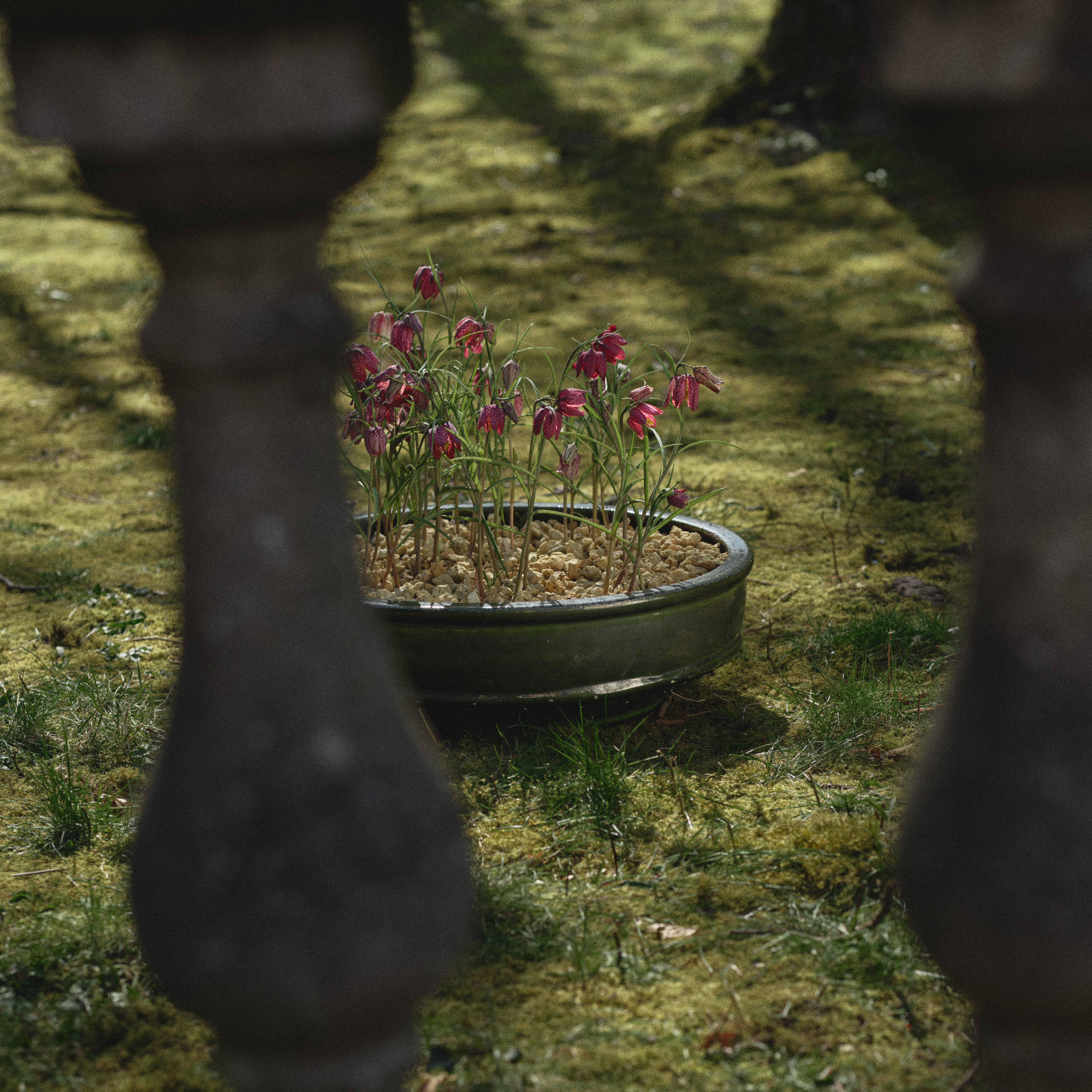 Planter Bowl - L image number 2