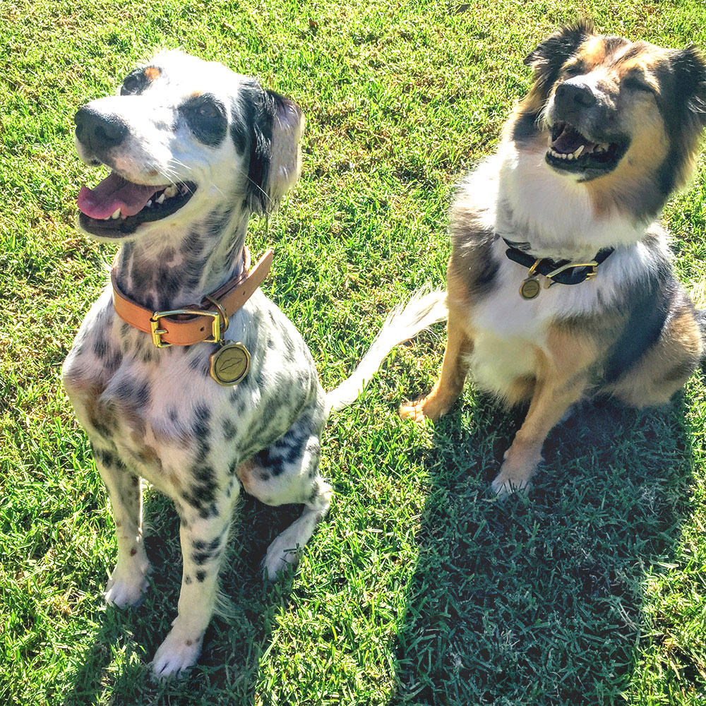 LIAISON DOG COLLAR & TAG LARGE image number 0