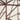 color plum